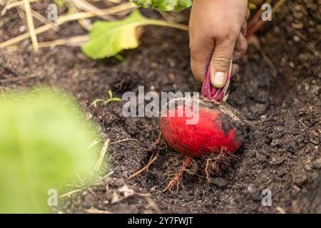 Der Landwirt erntet eine frische rote Bete aus dem Boden im Garten Stockfoto