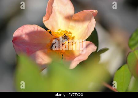 Bienen sammeln Pollen in der Mittelblume Stockfoto
