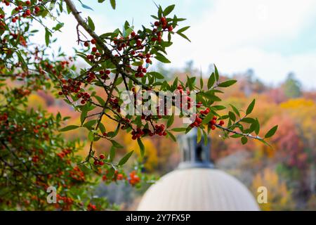 Red Berry Branch vor einem Herbstwald Stockfoto