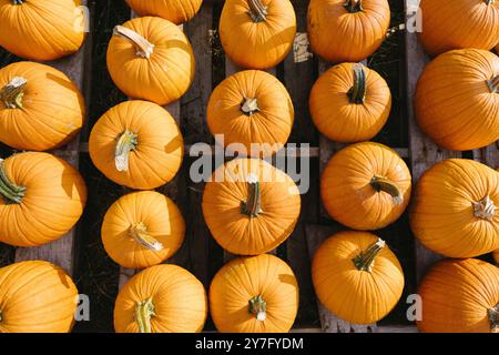 Hochwinkelansicht der leuchtend orangefarbenen Kürbisse Stockfoto