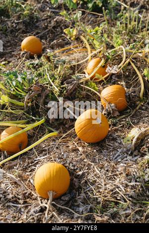 Reife Kürbisse auf einem Feld am Kürbisfeld Stockfoto