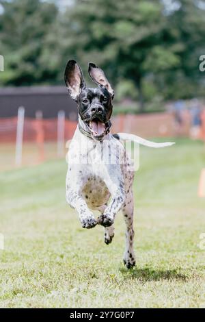 Happy Black and White English Pointer Running Lure Course Dog Sport Stockfoto