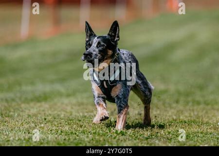 Blue Merle Australian Cattle Dog Heeler Laufkurs Stockfoto