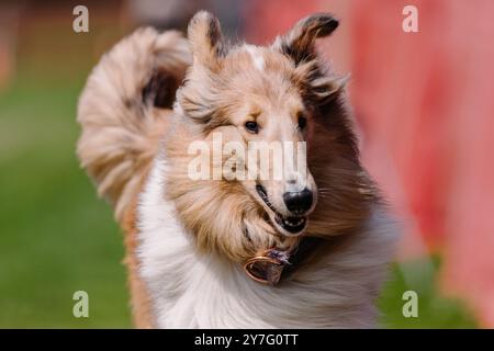 Porträt des glücklichen und aufgeregten Rough Collie Dog Running Stockfoto