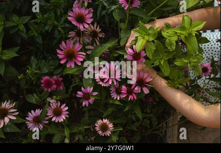 Echinacea-Blumen im Garten pflücken Stockfoto