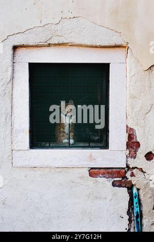 Orangefarbene und weißhaarige Katze sitzt am Fenster in Venedig, Italien Stockfoto