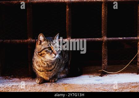 Zweifarbige Katze mit Augen auf der Straße in Venedig, Italien Stockfoto