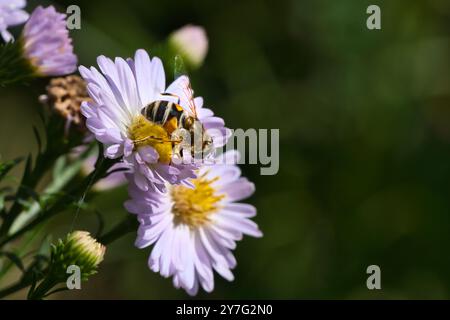 Hoverfly auf einer zarten rosafarbenen Blume, die Pollen sammelt. Makroaufnahme eines Insekts. Tier in der Natur Stockfoto