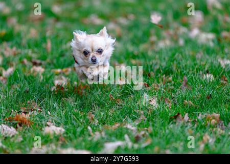 Ein Chihuahua wird in der Luft aufgenommen, während er direkt auf die Kamera zuläuft. Die Vorderansicht zeigt den Hund bei hoher Geschwindigkeit über grünem Gras ab Stockfoto