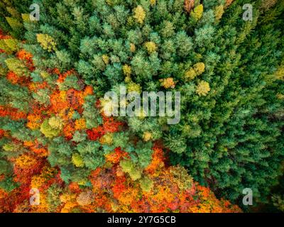 Diese Drohnenaufnahme fängt einen beeindruckenden Kontrast zwischen den Herbstfarben eines Laubwaldes und den grünen Tönen eines Nadelwaldes ein. Die Aussicht ist di Stockfoto