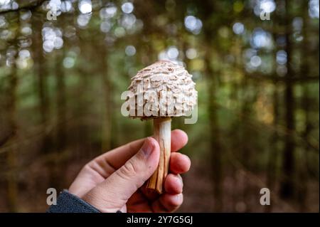 In einem bunten Herbstwald wird eine Hand mit einem Sonnenschirmpilz (Macrolepiota procera) gesehen. Das Bild wird aus der First-Person-Perspektive aufgenommen, h Stockfoto