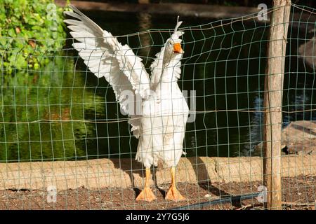 Eine weiße Gans vor einem Zaun mit ausgestreckten Flügeln Stockfoto