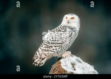 Eine majestätische Schneeheule (Bubo scandiacus) sitzt auf einem schneebedeckten Felsen, mit ihren auffälligen gelben Augen. Der Hintergrund zeigt einen grünen Wald, hig Stockfoto