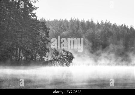 Nebelschäden über einem See in Schweden in Schwarz-weiß. Ein toter Baum ragt bei Sonnenaufgang ins Wasser. Skandinavische Natur Stockfoto