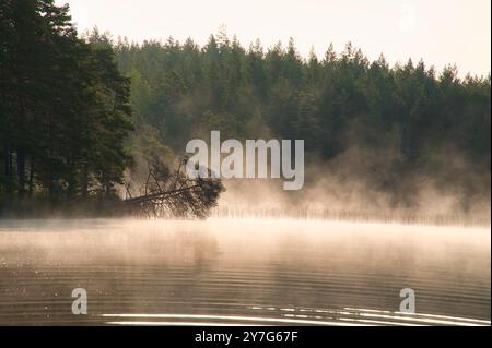 Nebelschäden über einem See in Schweden. Ein toter Baum ragt bei Sonnenaufgang ins Wasser. Skandinavische Natur Stockfoto