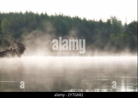 Nebelschäden über einem See in Schweden. Ein toter Baum ragt bei Sonnenaufgang ins Wasser. Skandinavische Natur Stockfoto