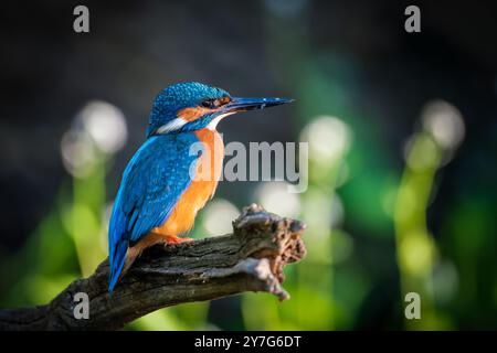 Eine Nahaufnahme eines gewöhnlichen Eisvogels (Alcedo atthis), der auf einem Ast thront. Die leuchtenden Farben des Vogels sind deutlich sichtbar. Stockfoto