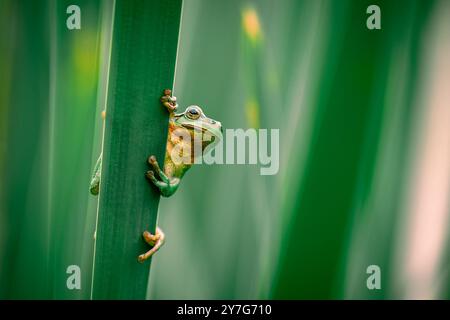 Ein Europäischer Baumfrosch (Hyla arborea) klettert auf einem Katzenschwanz in einer üppig grünen Umgebung. Die Nahaufnahme fängt den Frosch ein, der an der CA festhält Stockfoto