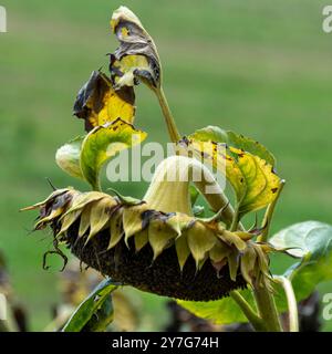Nahaufnahme von sonnengetrockneten Sonnenblumenköpfen bei Sonnenuntergang Stockfoto