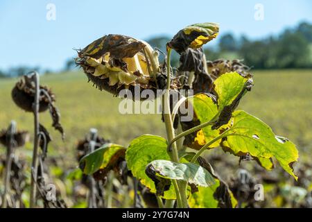 Nahaufnahme von sonnengetrockneten Sonnenblumenköpfen bei Sonnenuntergang Stockfoto