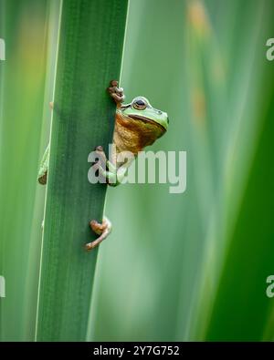 Ein Europäischer Baumfrosch (Hyla arborea) klettert auf einem Katzenschwanz in einer üppig grünen Umgebung. Die Nahaufnahme fängt den Frosch ein, der an der CA festhält Stockfoto