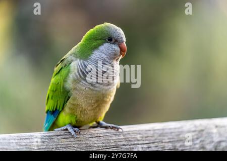 Ein Mönchsittich (Myiopsitta monachus) sitzt auf einem Geländer und macht eine Pause. Der Hintergrund ist lebendig und farbenfroh. Stockfoto