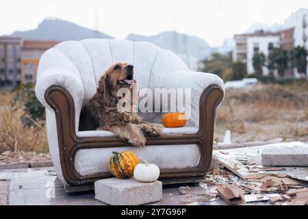 Ein gemütlicher Hund, der sich auf einem Vintage-Sessel mit dekorativen Kürbissen im Freien entspannt Stockfoto