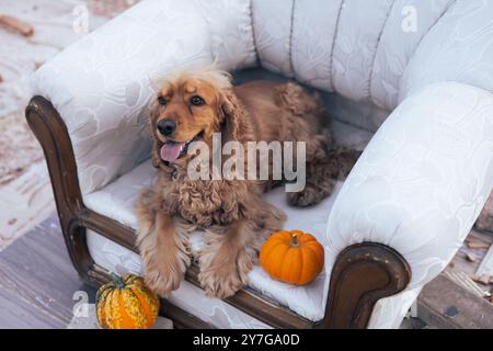 Ein gemütlicher Hund, der sich auf einem Vintage-Sessel mit dekorativen Kürbissen im Freien entspannt Stockfoto