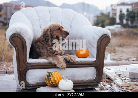 Ein gemütlicher Hund, der sich auf einem Vintage-Sessel mit dekorativen Kürbissen im Freien entspannt Stockfoto