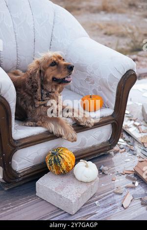 Ein gemütlicher Hund, der sich auf einem Vintage-Sessel mit dekorativen Kürbissen im Freien entspannt Stockfoto