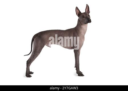 Mexikanischer Xoloitzcuintle männlicher Hund vor weißem Hintergrund Stockfoto