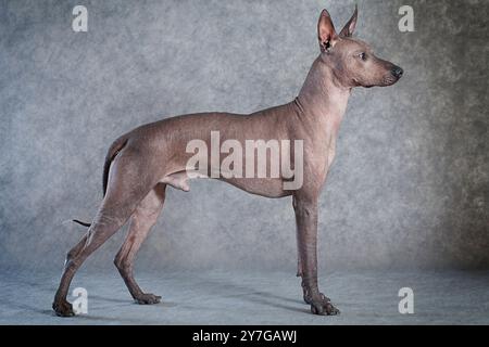 Mexikanischer Xoloitzcuintle männlicher Hund vor grauem Hintergrund Stockfoto