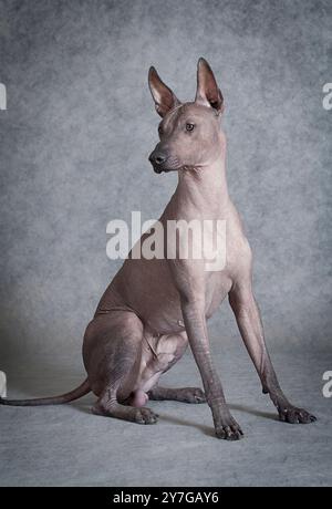 Mexikanischer Xoloitzcuintle-Hund, der vor grauem Hintergrund sitzt Stockfoto