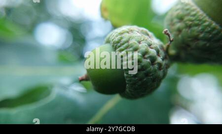 Hintergrundbild von zwei Eichenholzen im Freien in Nahaufnahme.Makrophotographie.Textur oder Hintergrund. Selektiver Fousk. Stockfoto