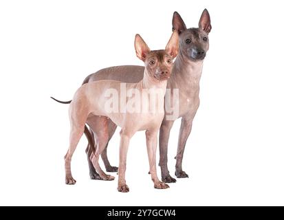 Ein paar mexikanische Xoloitzcuintle Hunde isoliert auf weiß Stockfoto