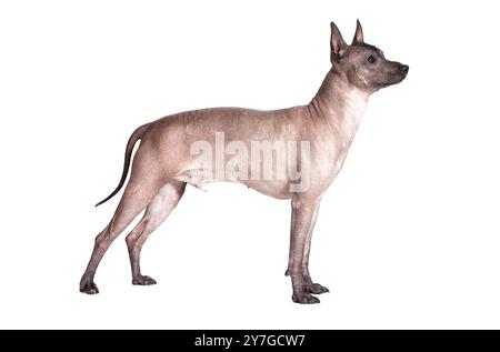 Mexikanischer Xoloitzcuintle männlicher Hund, der vor weißem Hintergrund steht Stockfoto