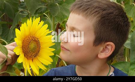 Ein kleiner Junge schnüffelt an einem Sommertag in Nahaufnahme an einer gelben Sonnenblume Stockfoto