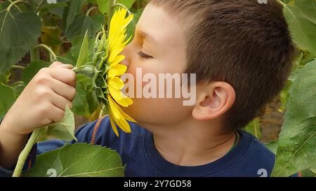 Ein kleiner Junge schnüffelt an einem Sommertag in Nahaufnahme an einer gelben Sonnenblume Stockfoto