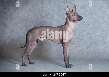 Mexikanischer Xoloitzcuintle männlicher Hund vor grauem Hintergrund. 18 Monate alt Stockfoto