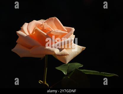 Eine pfirsichfarbene Hybrid-Teerose. Sonnenlicht vor natürlichem Schatten. Selektiver oberer Fokus. Stockfoto