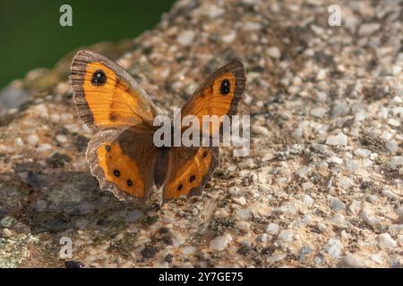 Pyronia Badeba, spanische Gatekeeper Schmetterlinge Stockfoto