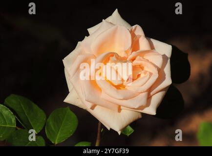 Eine pfirsichfarbene Hybrid-Teerose. Sonnenlicht vor natürlichem Schatten. Selektiver oberer Fokus. Stockfoto