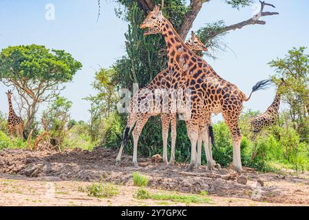 Rothschild Giraffen im Murchison Falls National Park, Uganda Stockfoto