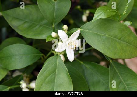 Orange, Citrus sinensis, ist eine exotische Frucht sterben auch getrocknet als Duftgeber verwendet wird. Orange, Citrus sinensis, ist eine exotische Frucht, die Stockfoto