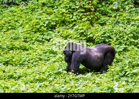 Berengei berengei im Bwindi Inpenetrable National Park in Uganda. Der Bwindi-Nationalpark gehört zum UNESCO-Weltkulturerbe. Stockfoto