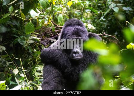 Berengei berengei im Bwindi Inpenetrable National Park in Uganda. Der Bwindi-Nationalpark gehört zum UNESCO-Weltkulturerbe. Stockfoto