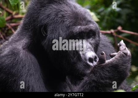 Berengei berengei im Bwindi Inpenetrable National Park in Uganda. Der Bwindi-Nationalpark gehört zum UNESCO-Weltkulturerbe. Stockfoto