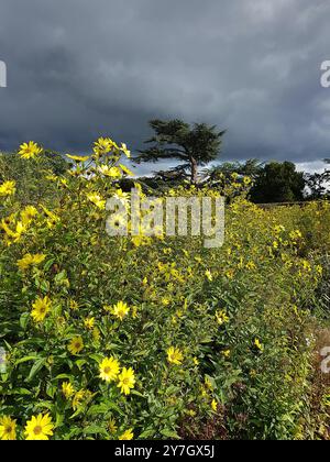 Bunte Gartenblumen in voller Blüte. Stockfoto