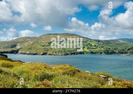 Blick über das westliche Ende der Bantry Bay von Bere Island zum Disert Hill, mit westlichem (AKA Zwerg oder Atlantik) Ginster (Ulex galli) in der Blüte Stockfoto