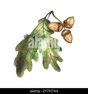 Eichenblätter und Eicheln. Isolierte Komposition auf weißem Hintergrund, handgezeichnet mit Aquarellen. Zum Verpacken, Design und Dekor, Ansichtskarten, Drucken. Stockfoto